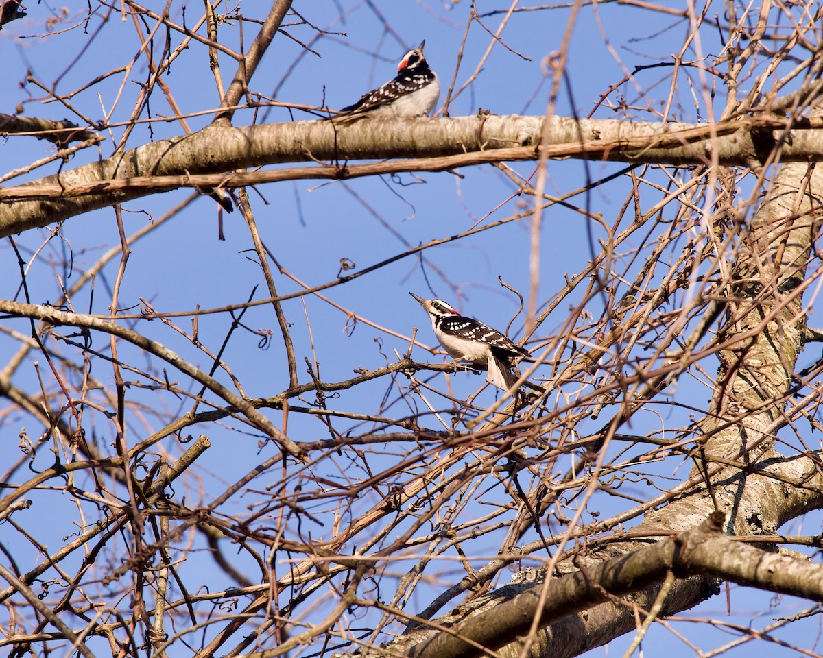 Hairy Woodpecker - ML616579446