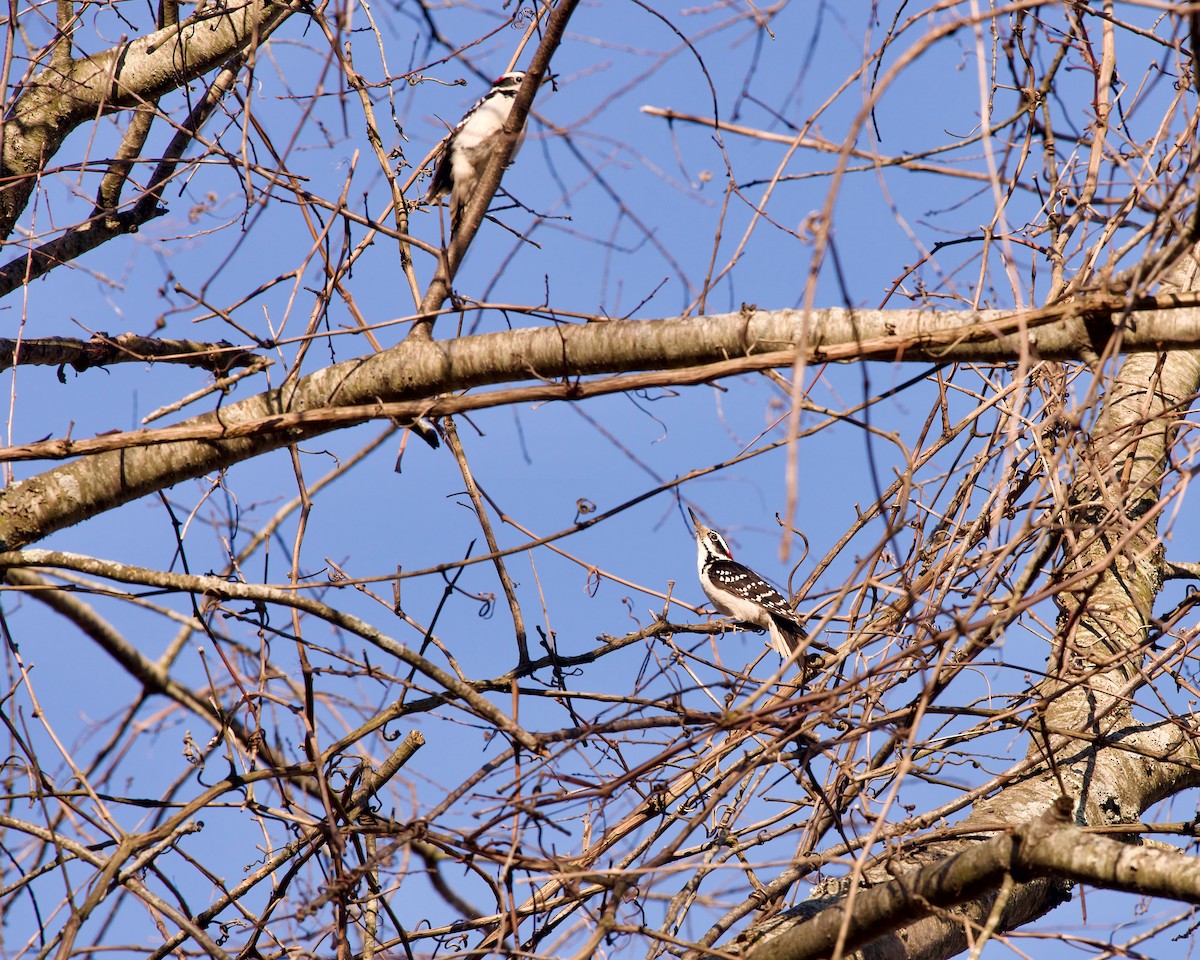 Hairy Woodpecker - Jon Cefus