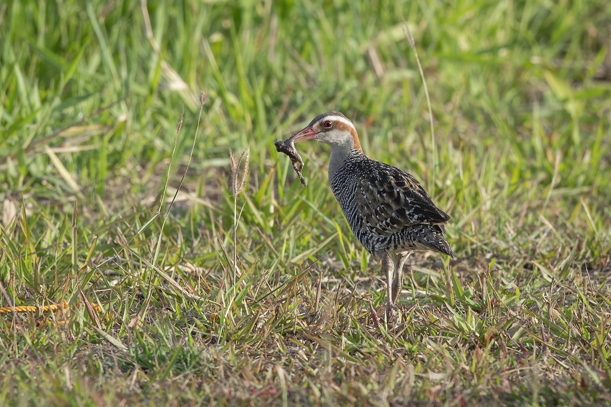 Buff-banded Rail - ML616579471