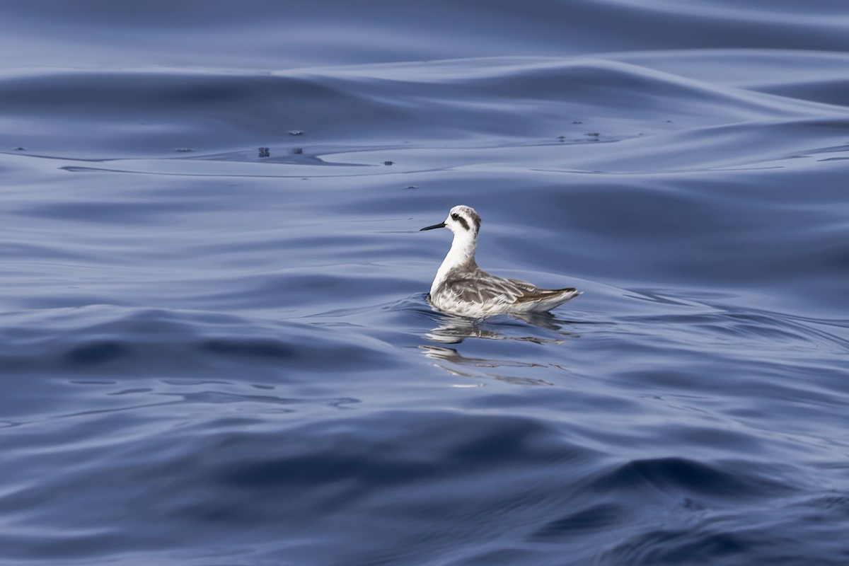 Red-necked Phalarope - ML616579475