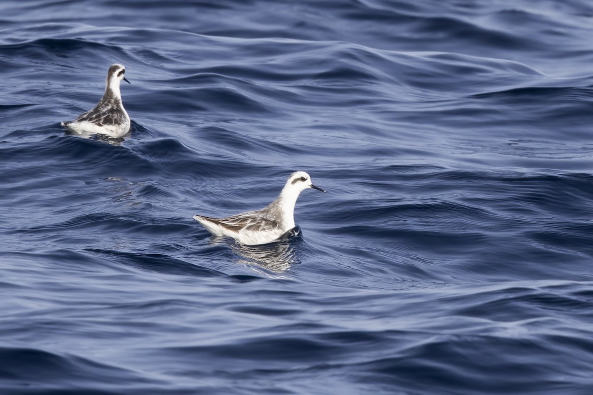 Red-necked Phalarope - ML616579476