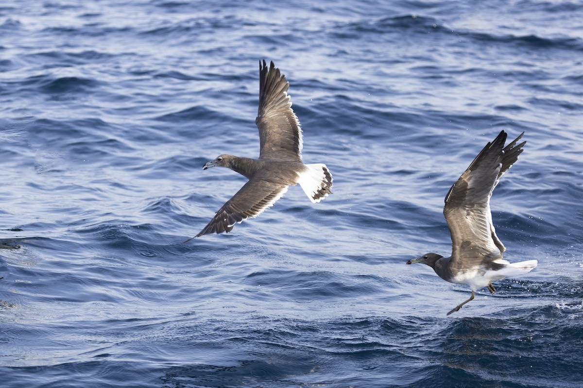 Gaviota Cejiblanca - ML616579503