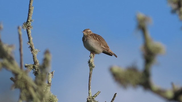 Wood Lark - ML616579526