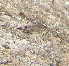 New Zealand Pipit - ML616579549