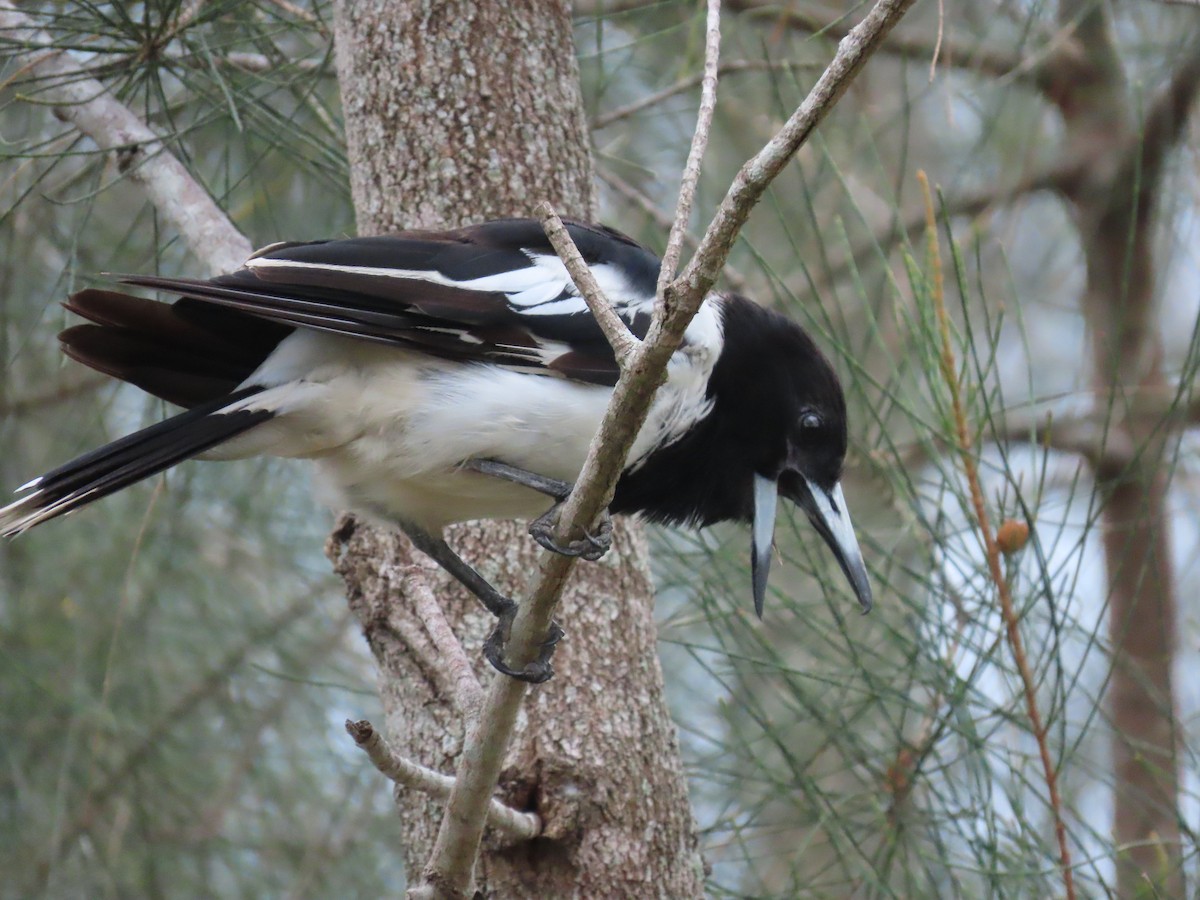 Pied Butcherbird - ML616579554