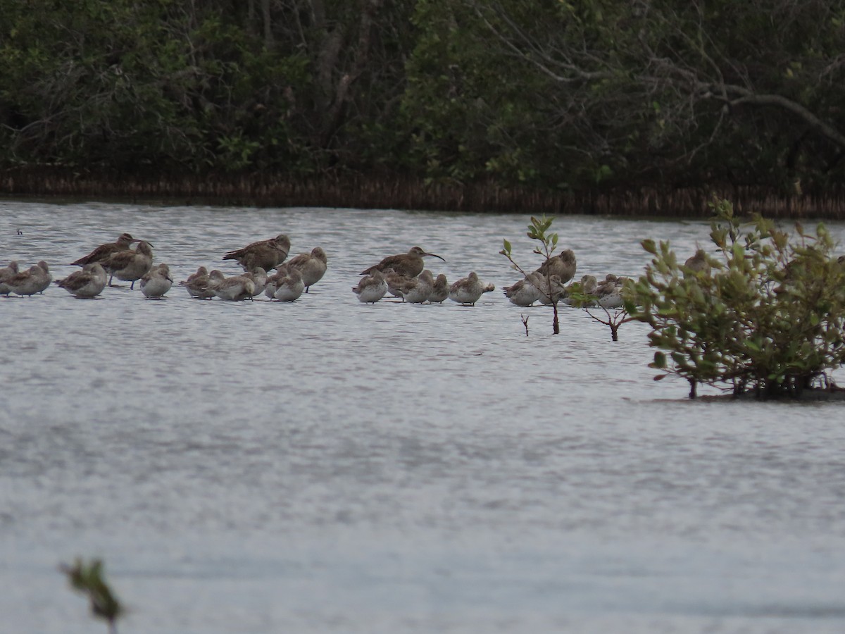 Whimbrel - ML616579559