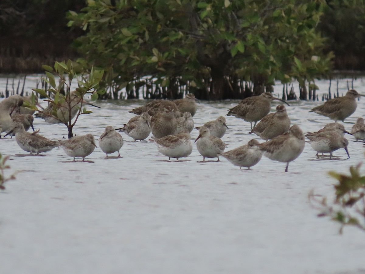 Great Knot - Rolo Rodsey