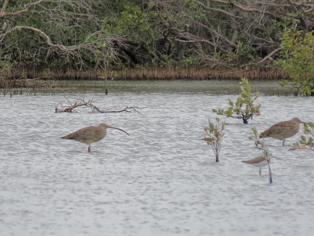 Far Eastern Curlew - ML616579562