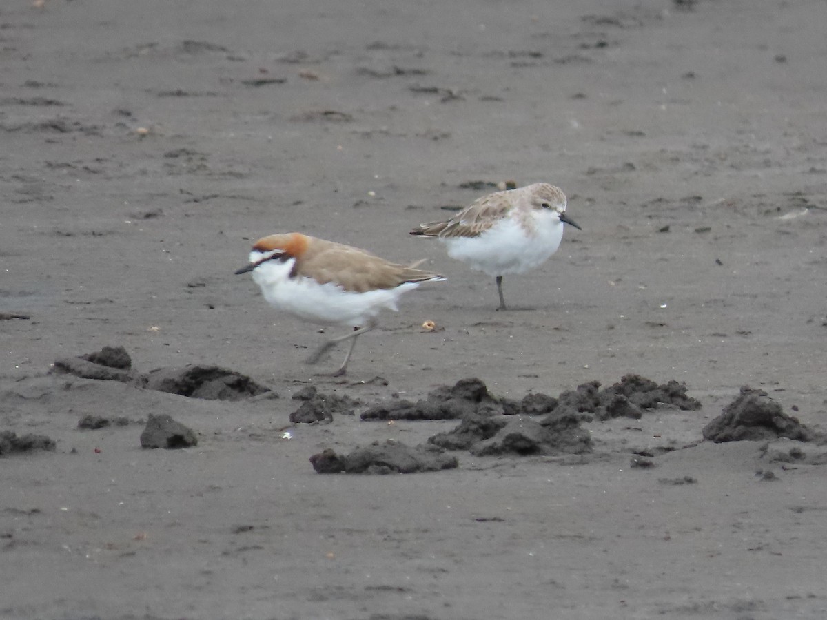 Red-necked Stint - ML616579574