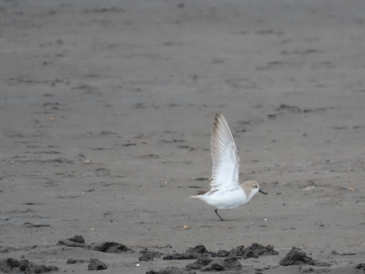 Red-necked Stint - ML616579575