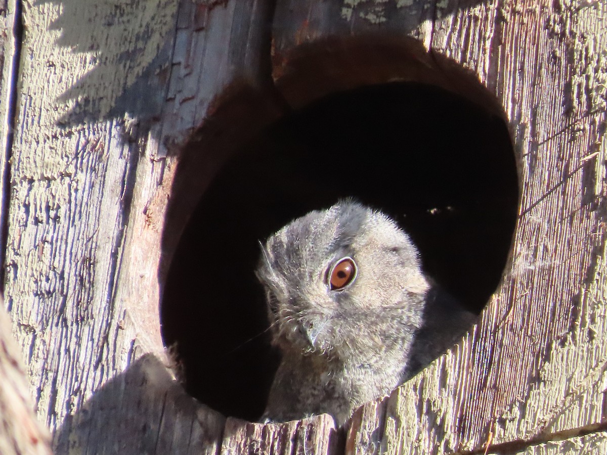 Australian Owlet-nightjar - ML616579582