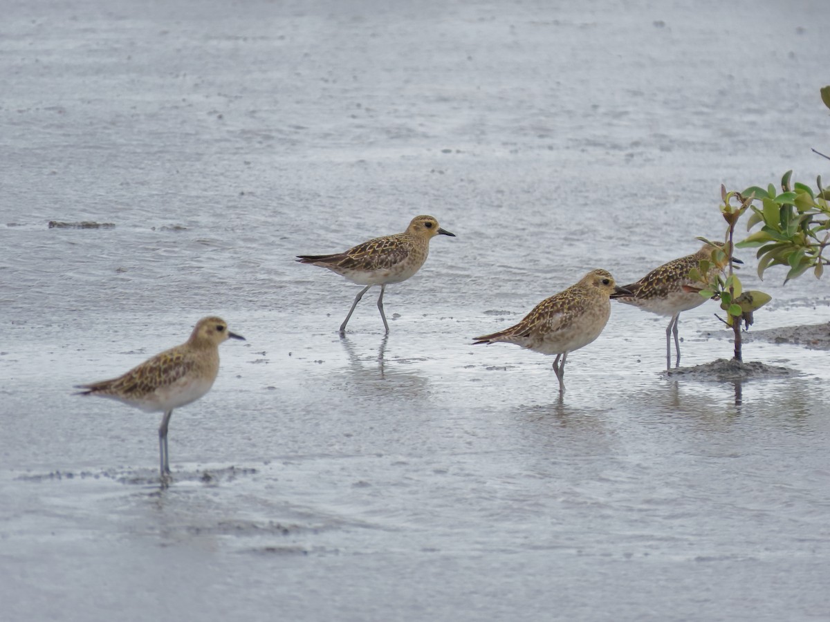 Pacific Golden-Plover - ML616579585