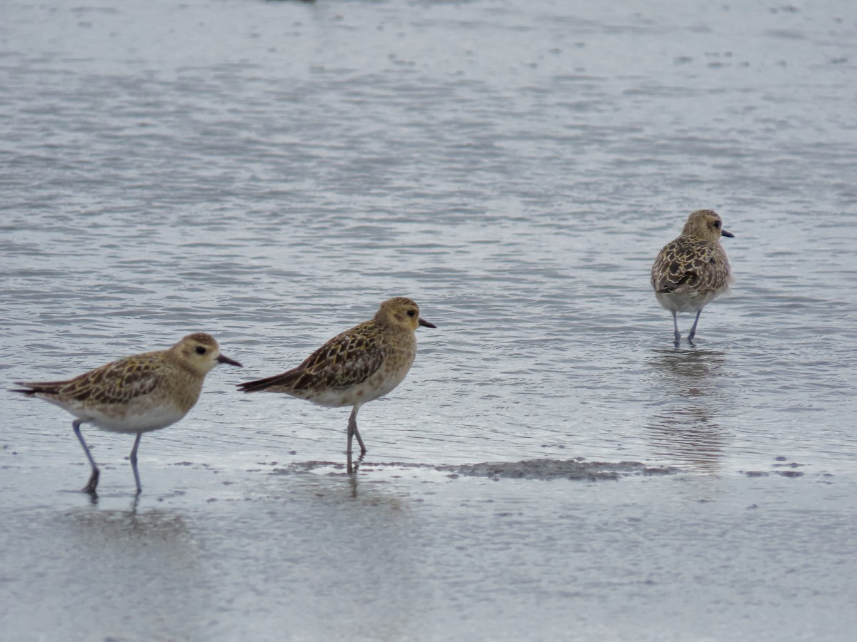 Pacific Golden-Plover - ML616579586