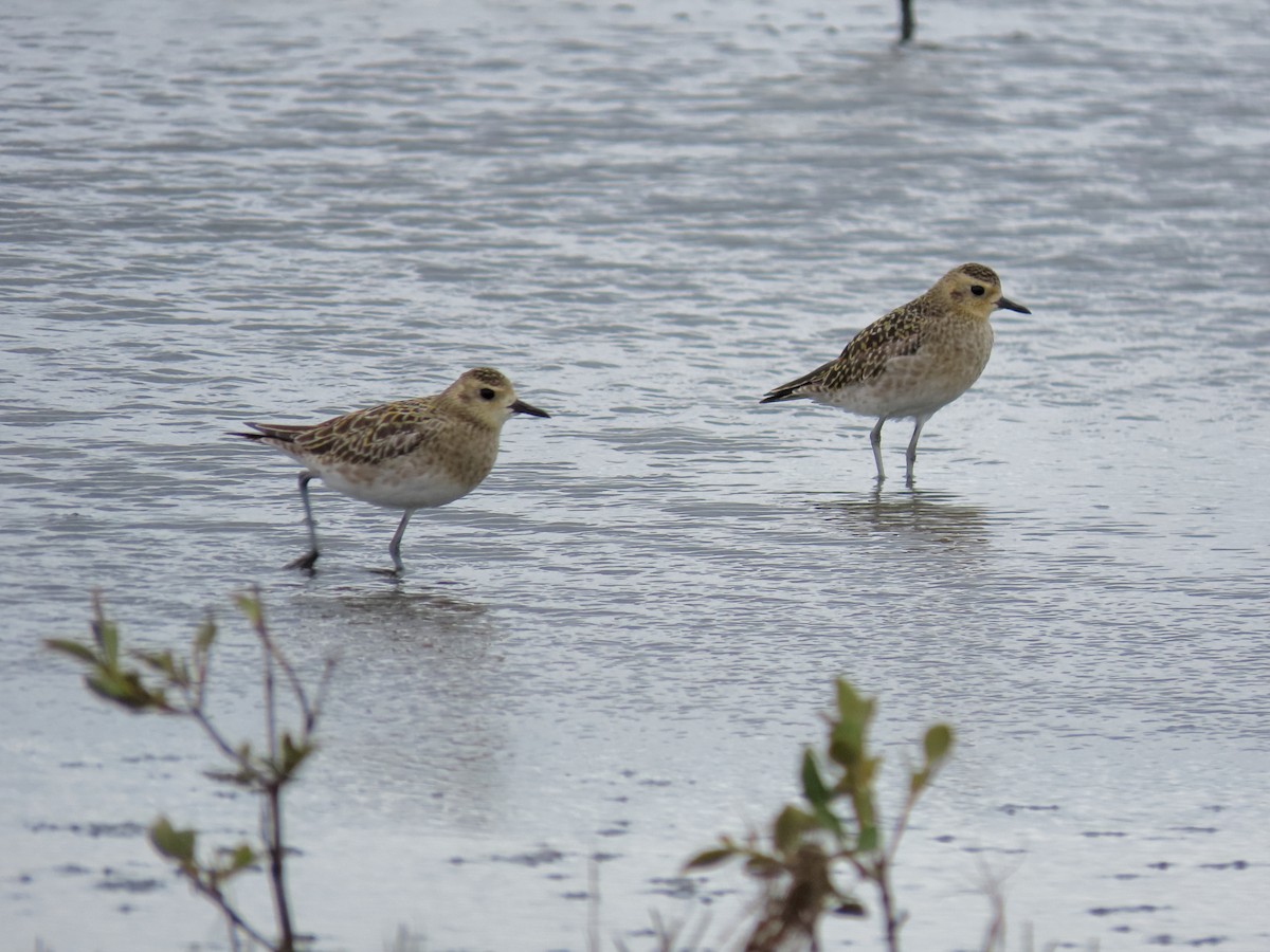 Pacific Golden-Plover - ML616579587