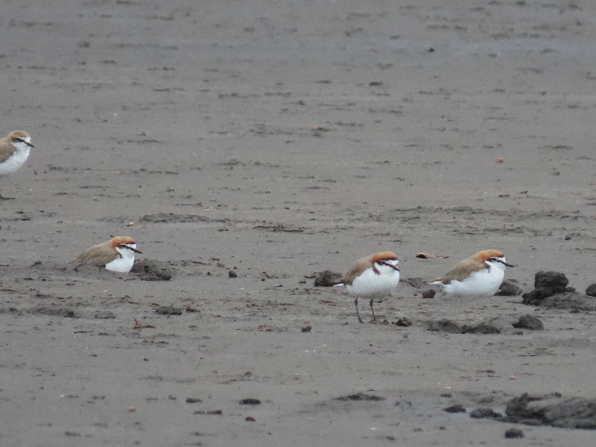 Red-capped Plover - ML616579589