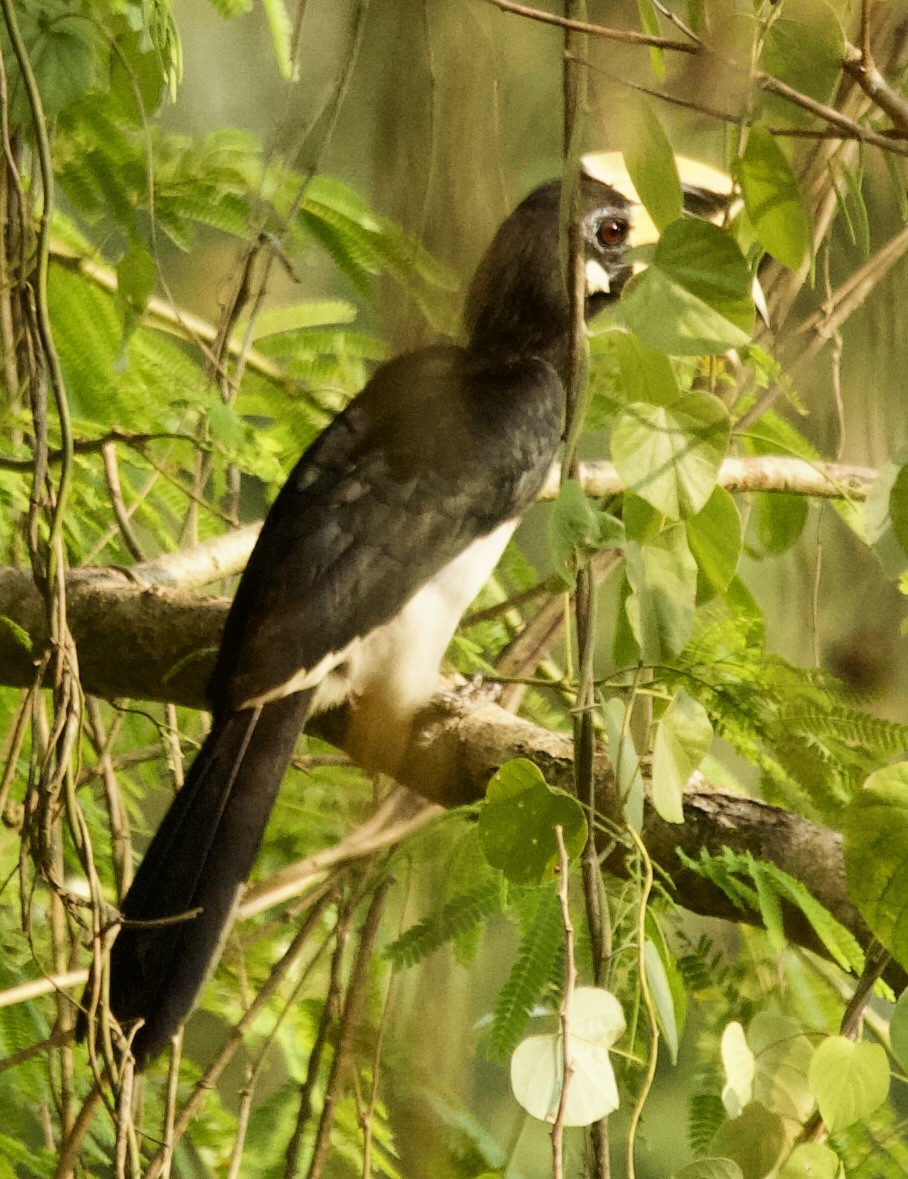 Cálao Cariblanco - ML616579592