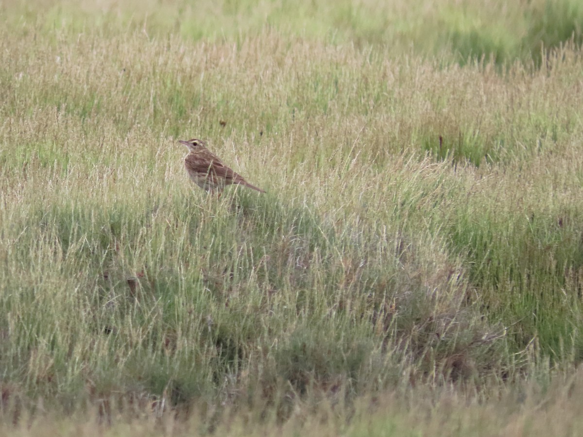 Australian Pipit - ML616579600