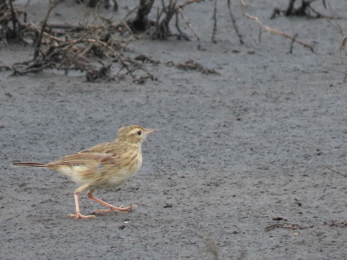 Bisbita Neozelandés (grupo australis) - ML616579601