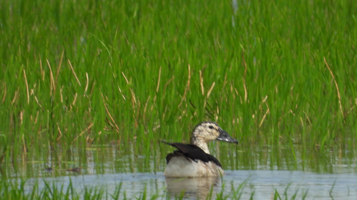 Canard à bosse - ML616579680