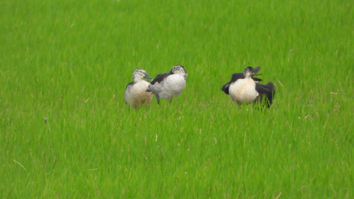 Canard à bosse - ML616579691