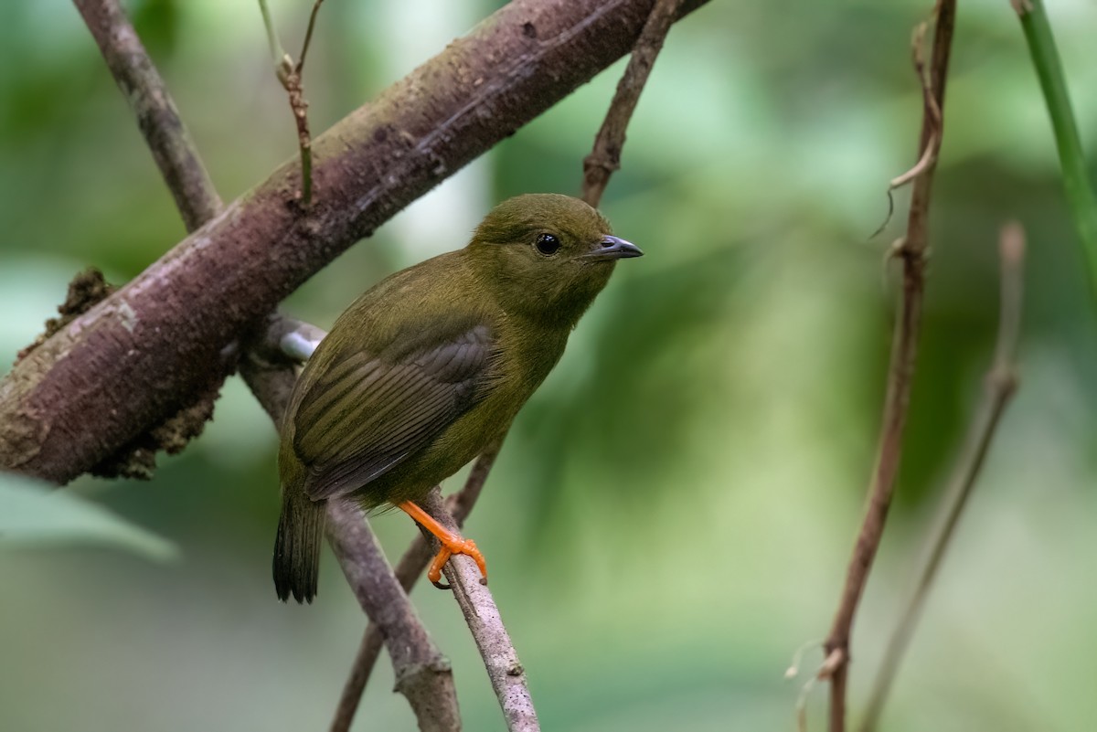 Golden-collared Manakin - ML616579695