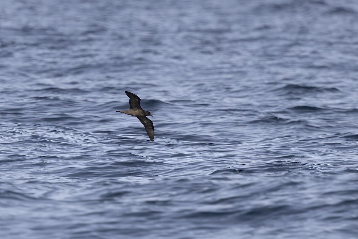 Jouanin's Petrel - Delfin Gonzalez