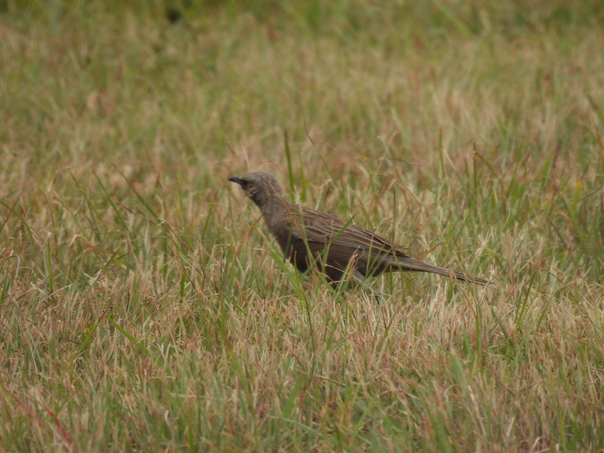 Brown Songlark - Paul James