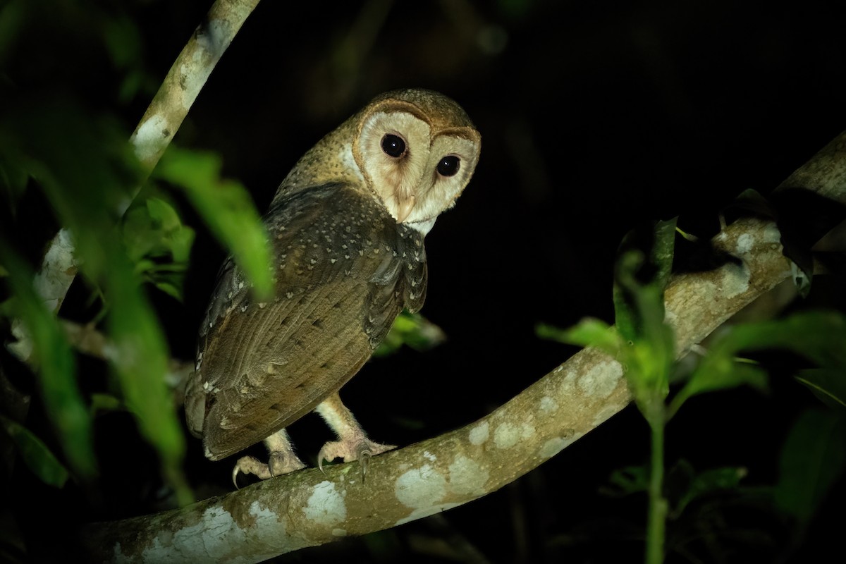 Andaman Masked-Owl - ML616579859