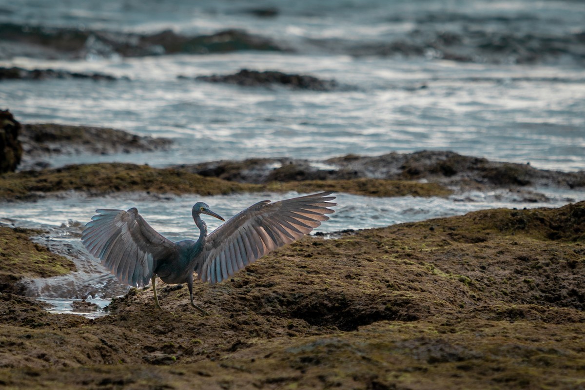 Pacific Reef-Heron - ML616579890