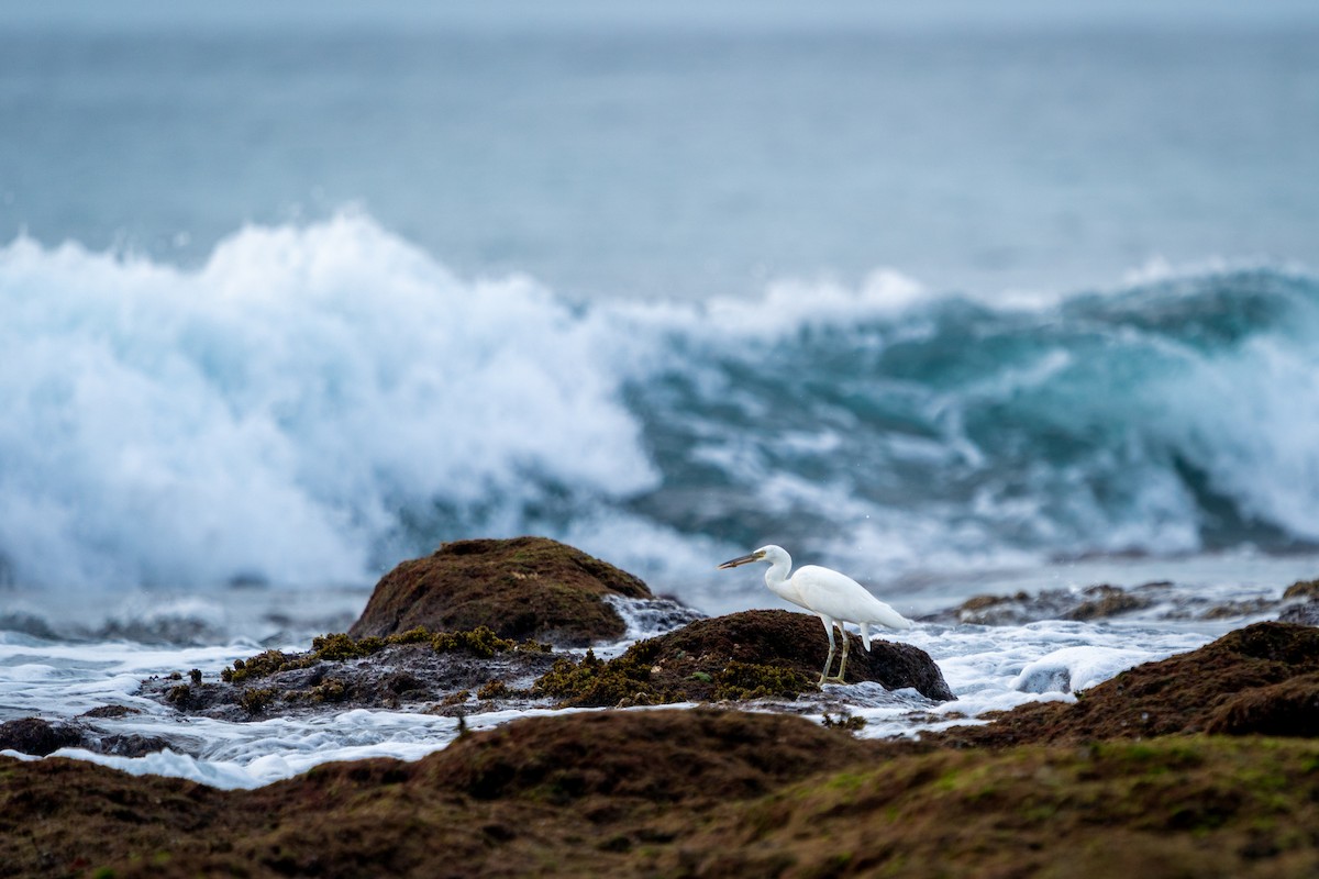 Pacific Reef-Heron - ML616579892