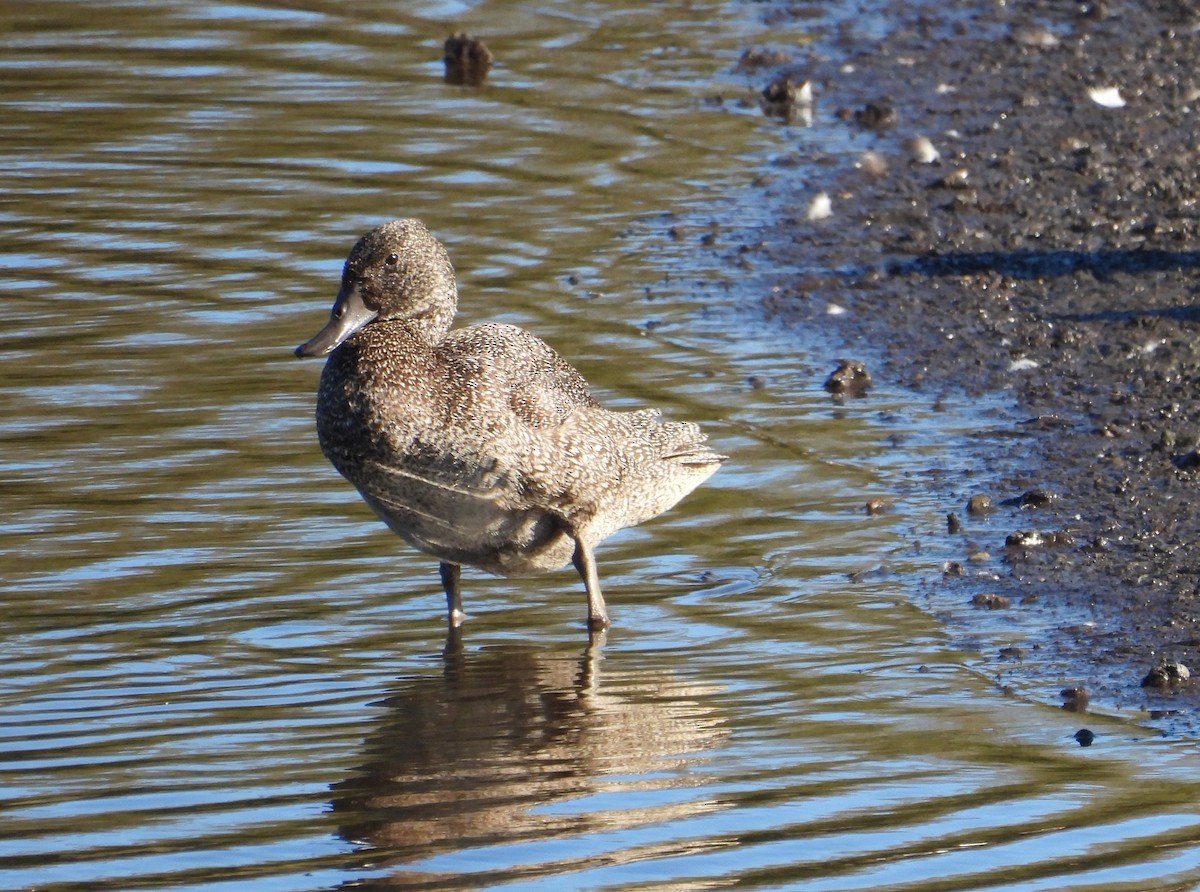 Freckled Duck - ML616579908
