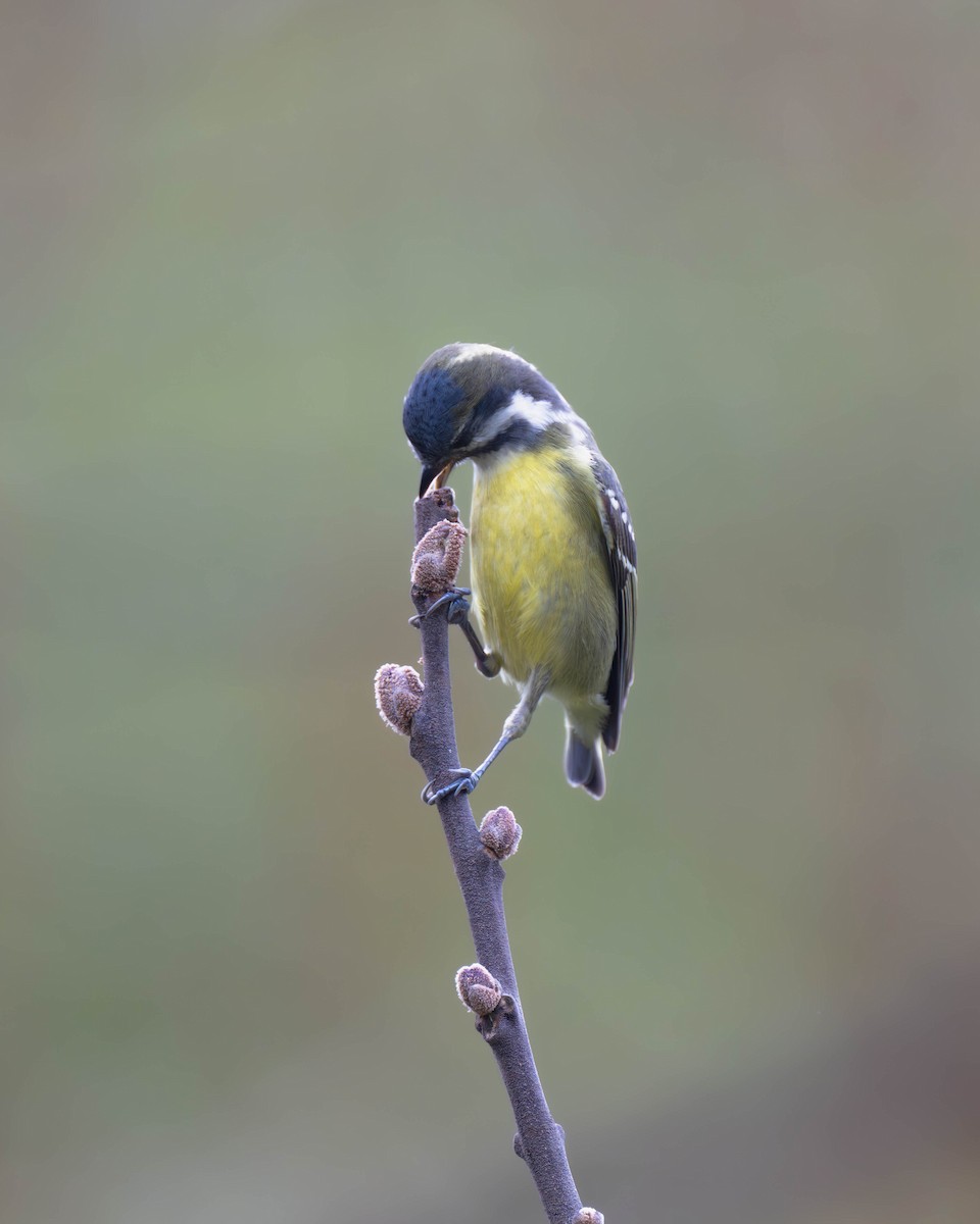 Yellow-bellied Tit - ML616579986