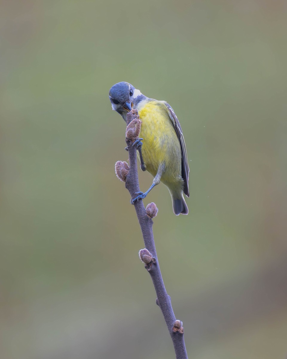 Yellow-bellied Tit - ML616579987