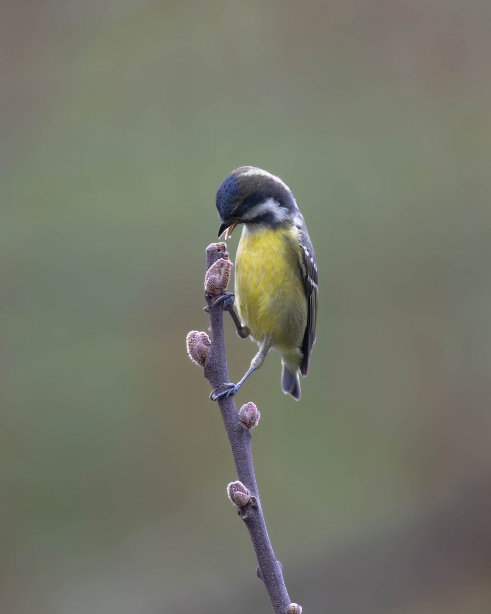 Yellow-bellied Tit - ML616579988