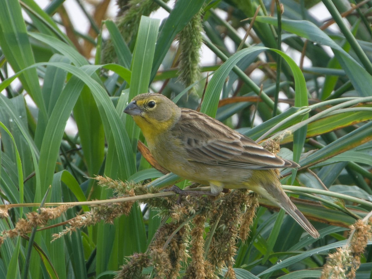Grassland Yellow-Finch - Rutger Koperdraad