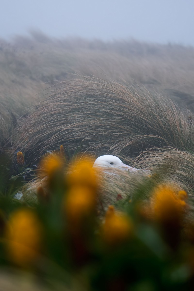 Southern Royal Albatross - ML616580021