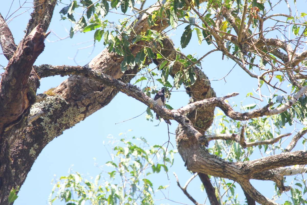 White-eared Barbet - ML616580057