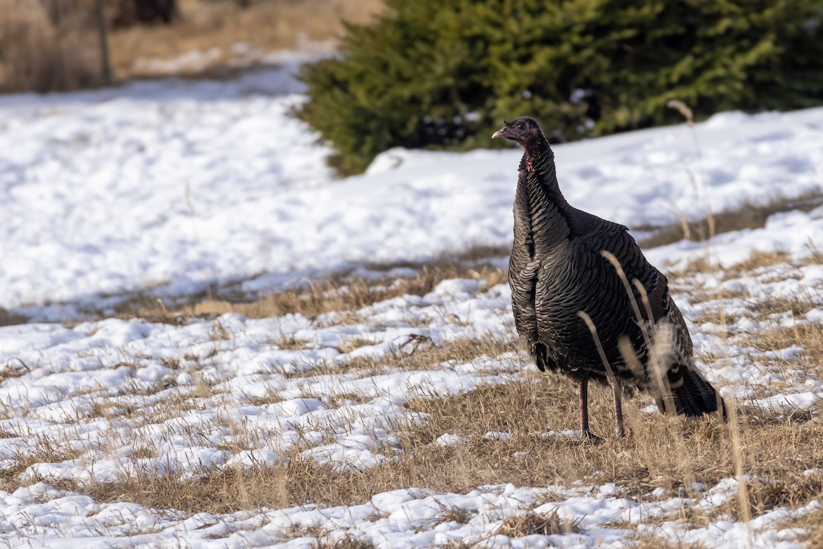 Wild Turkey - ML616580071