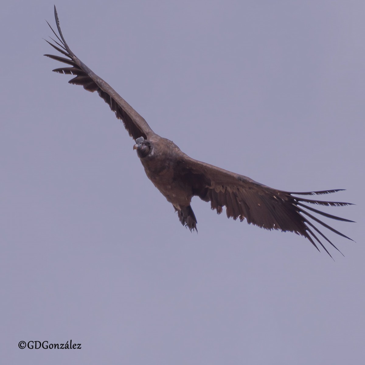 Andean Condor - ML616580091