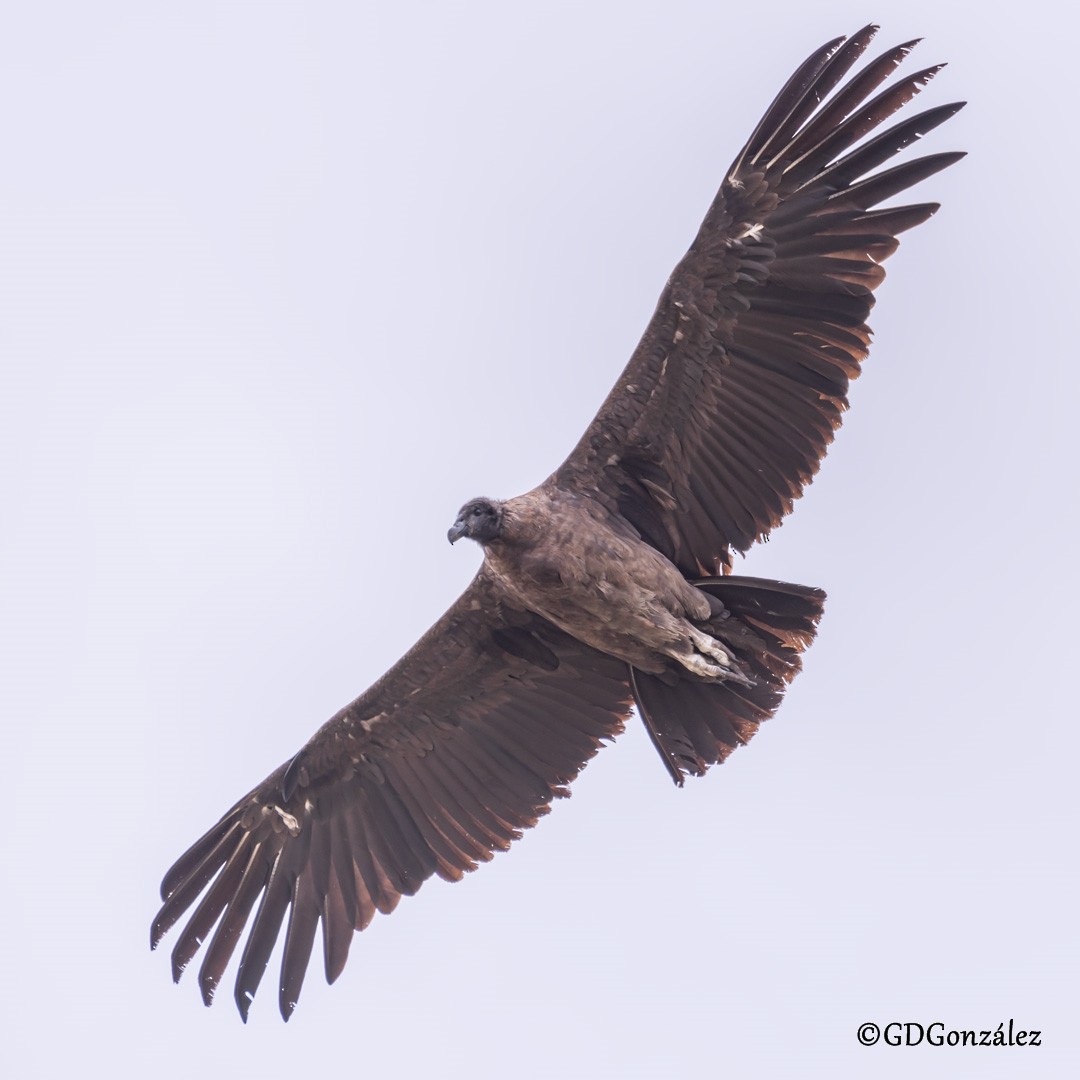 Andean Condor - ML616580094