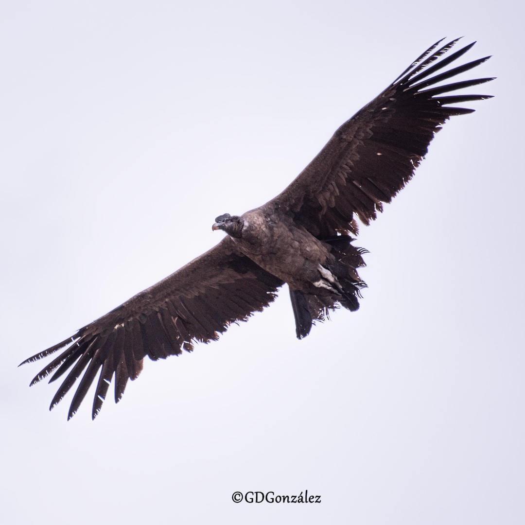 Andean Condor - ML616580095