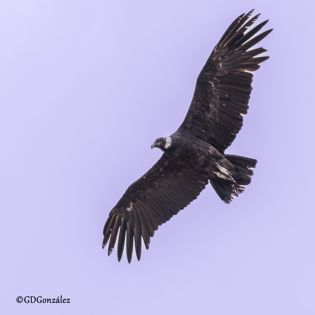 Andean Condor - ML616580096