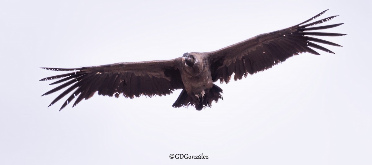 Andean Condor - ML616580097