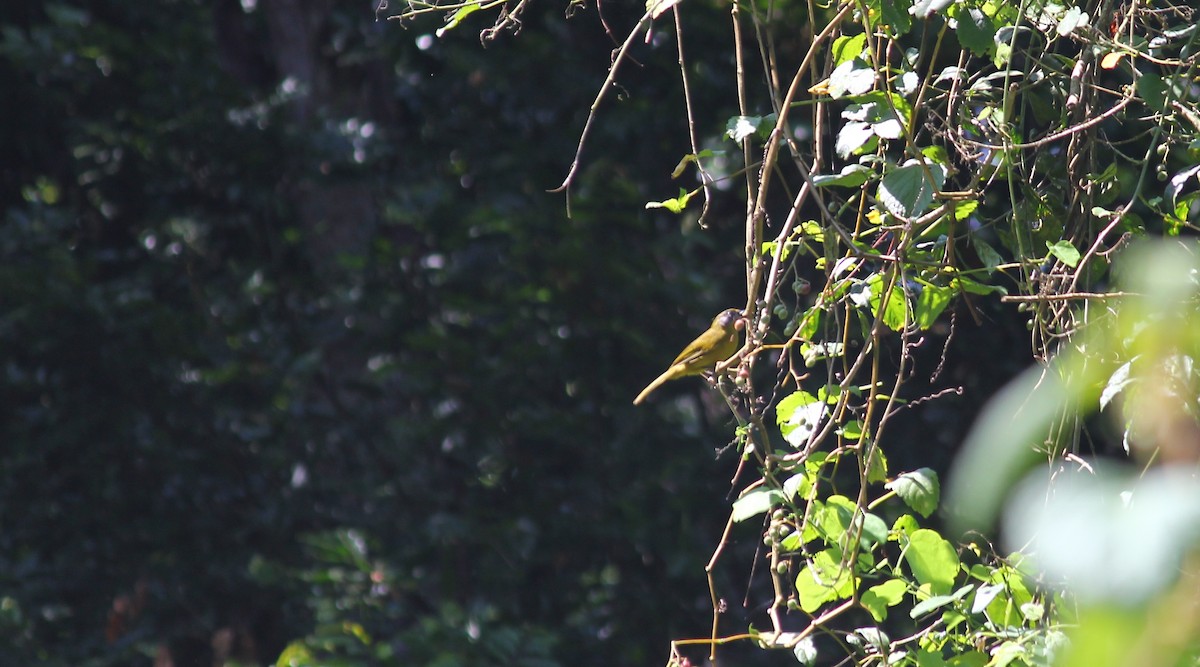 Bulbul del Mulanje - ML616580105