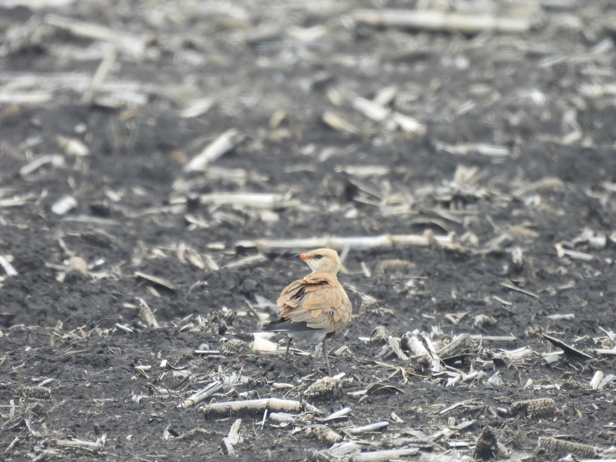 Australian Pratincole - ML616580112