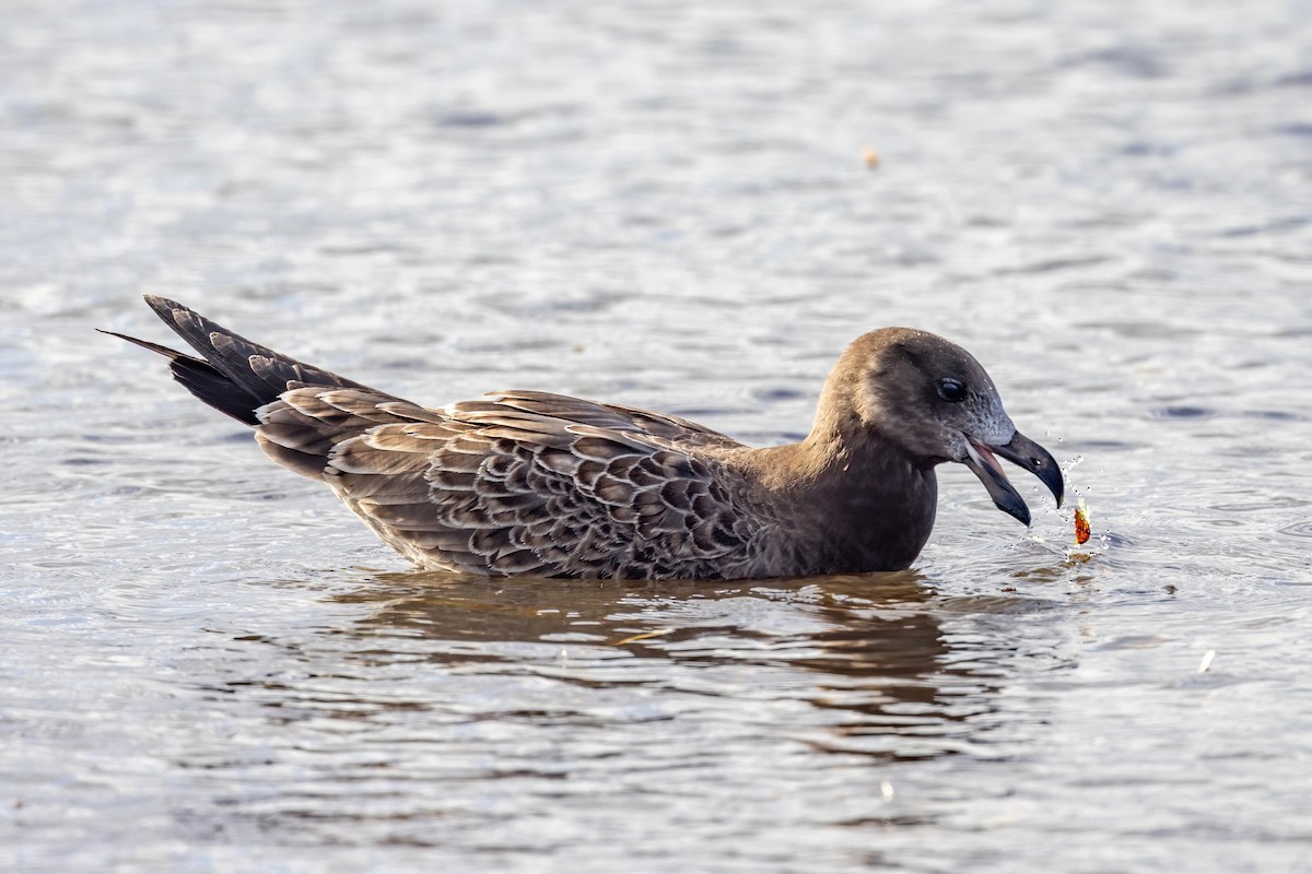 Pacific Gull - ML616580126