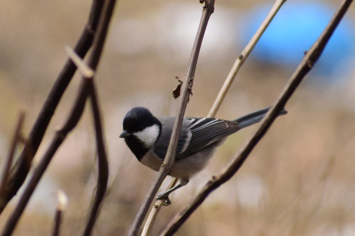 Cinereous Tit - ML616580188