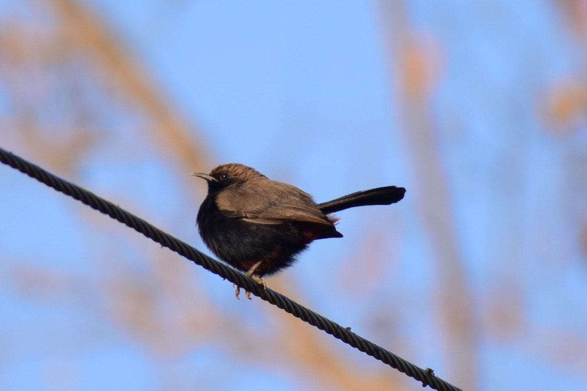 Indian Robin - ML616580199