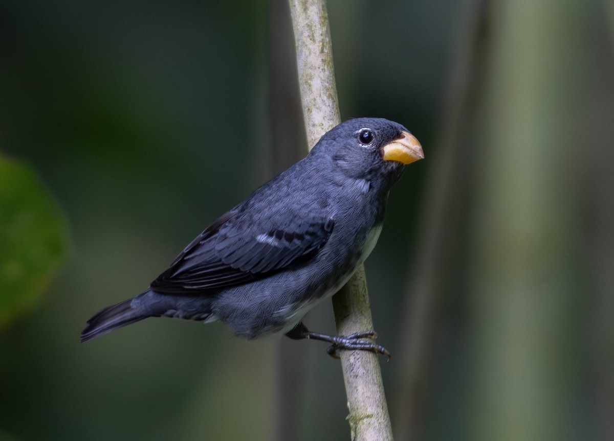 Slate-colored Seedeater - Josanel Sugasti -photographyandbirdingtourspanama