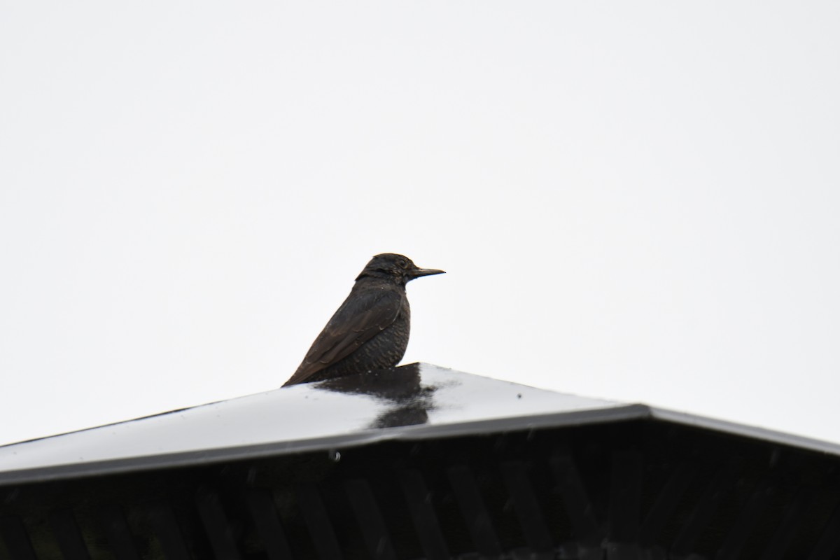 Blue Rock-Thrush - ML616580251